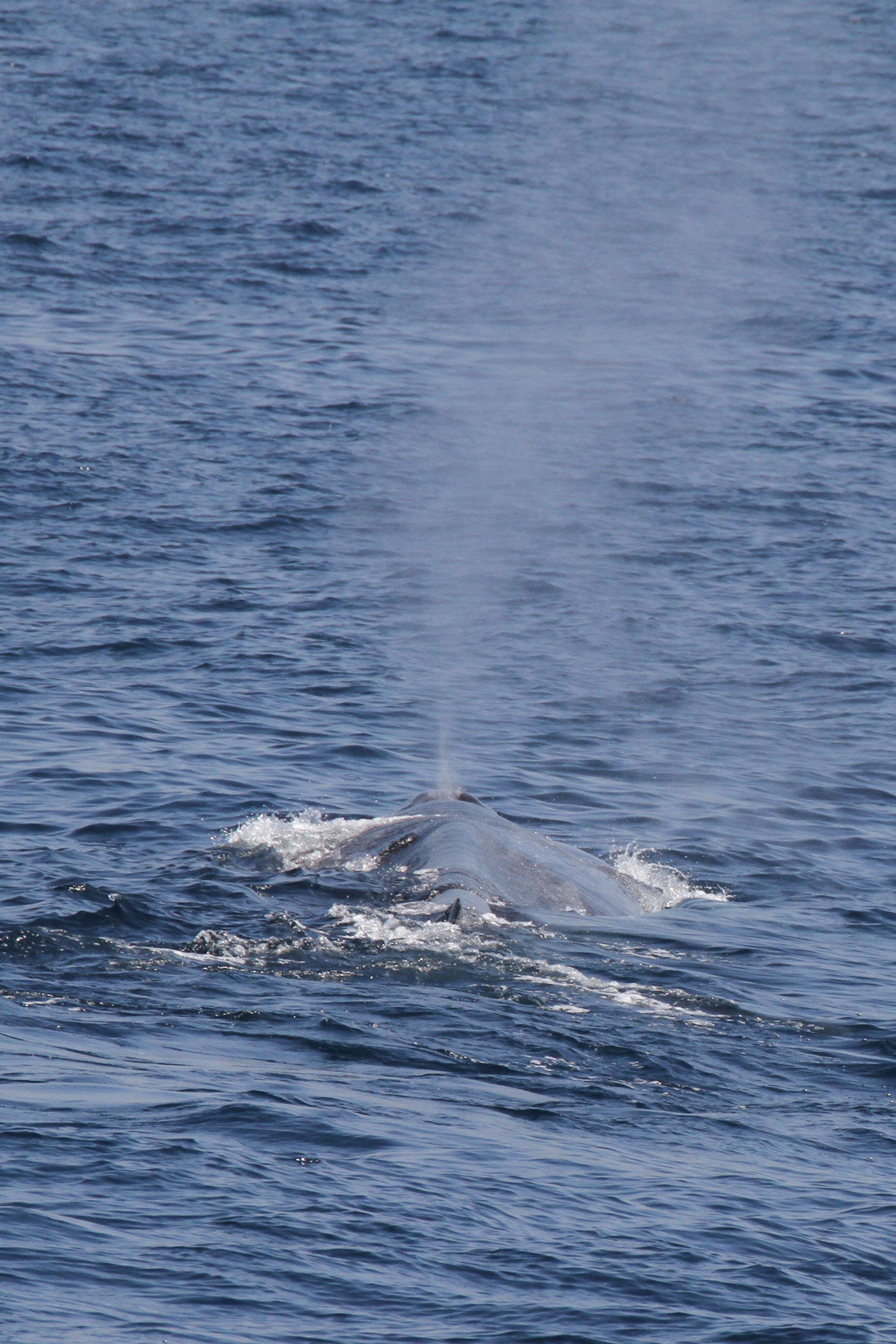 Image of Pygmy Blue Whale