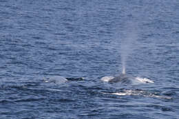 Image of Pygmy Blue Whale