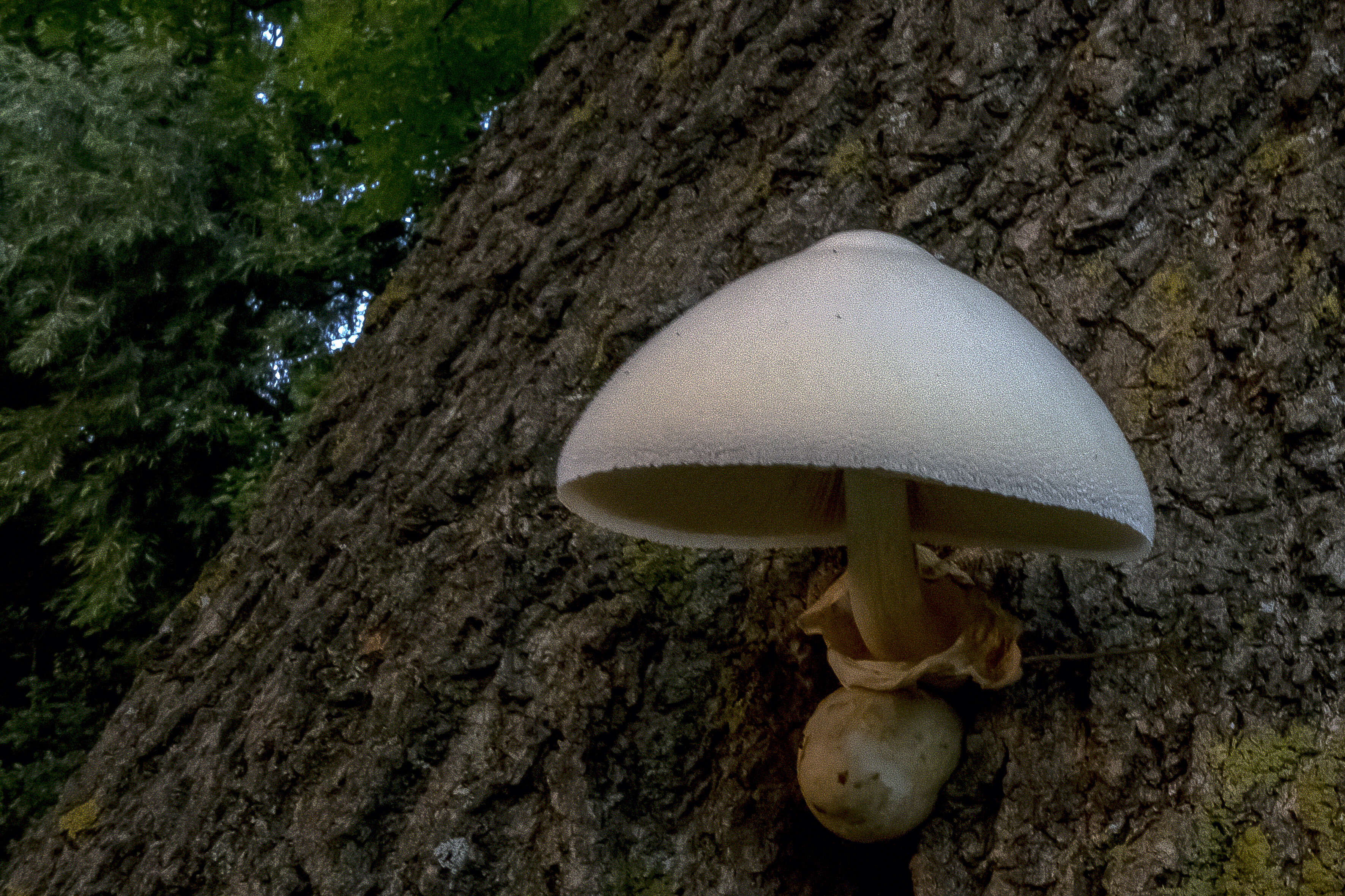 Volvariella bombycina (Schaeff.) Singer 1951 resmi