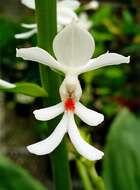 Image of Christmas orchid