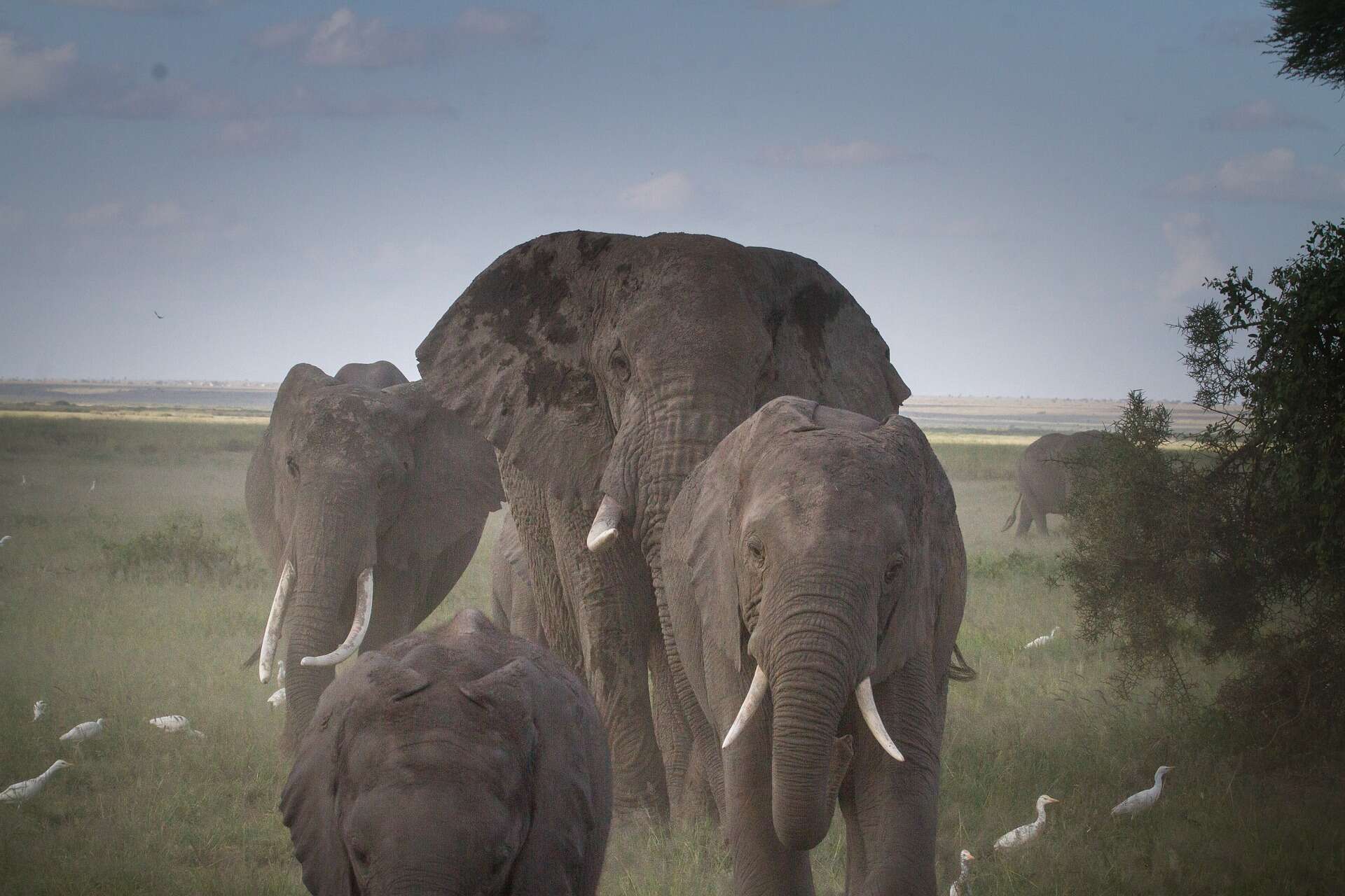 Image of African bush elephant