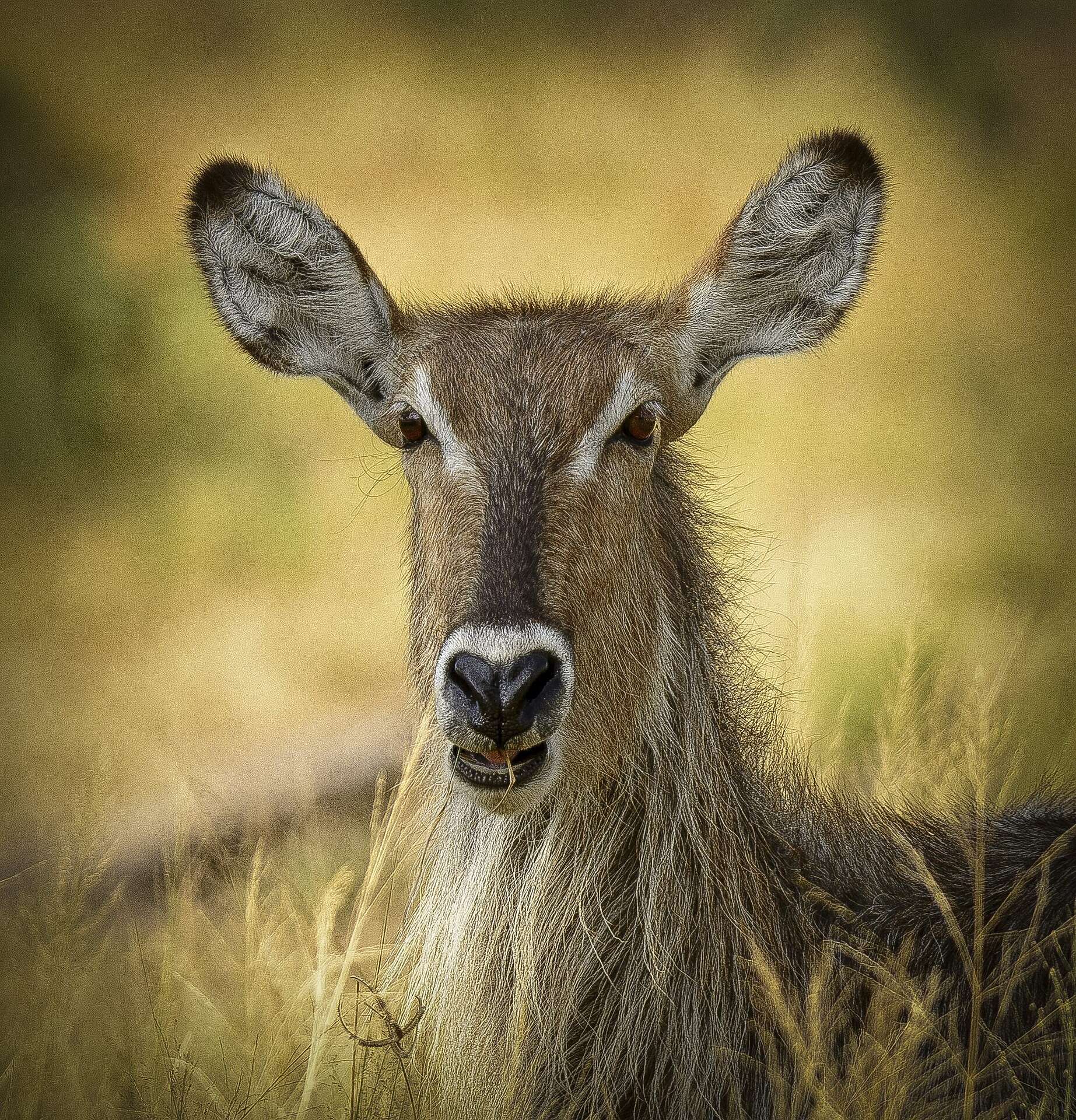 Image of Reduncinae