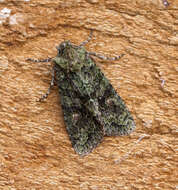 Image of brindled green