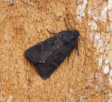 Image of black rustic