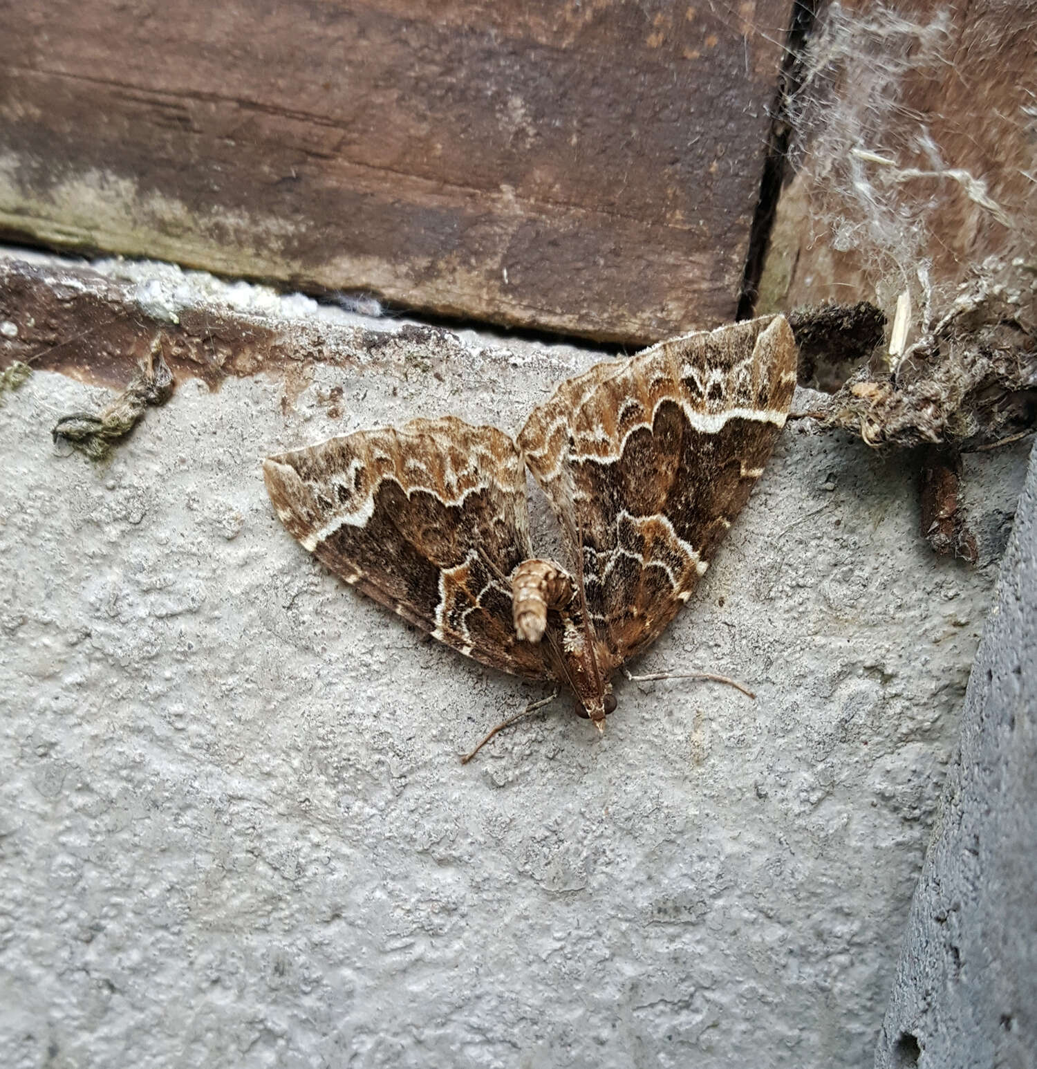 Eulithis prunata Linnaeus 1758 resmi