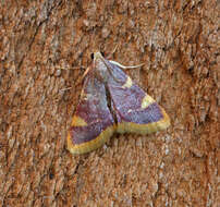 Image of Clover Hayworm Moth