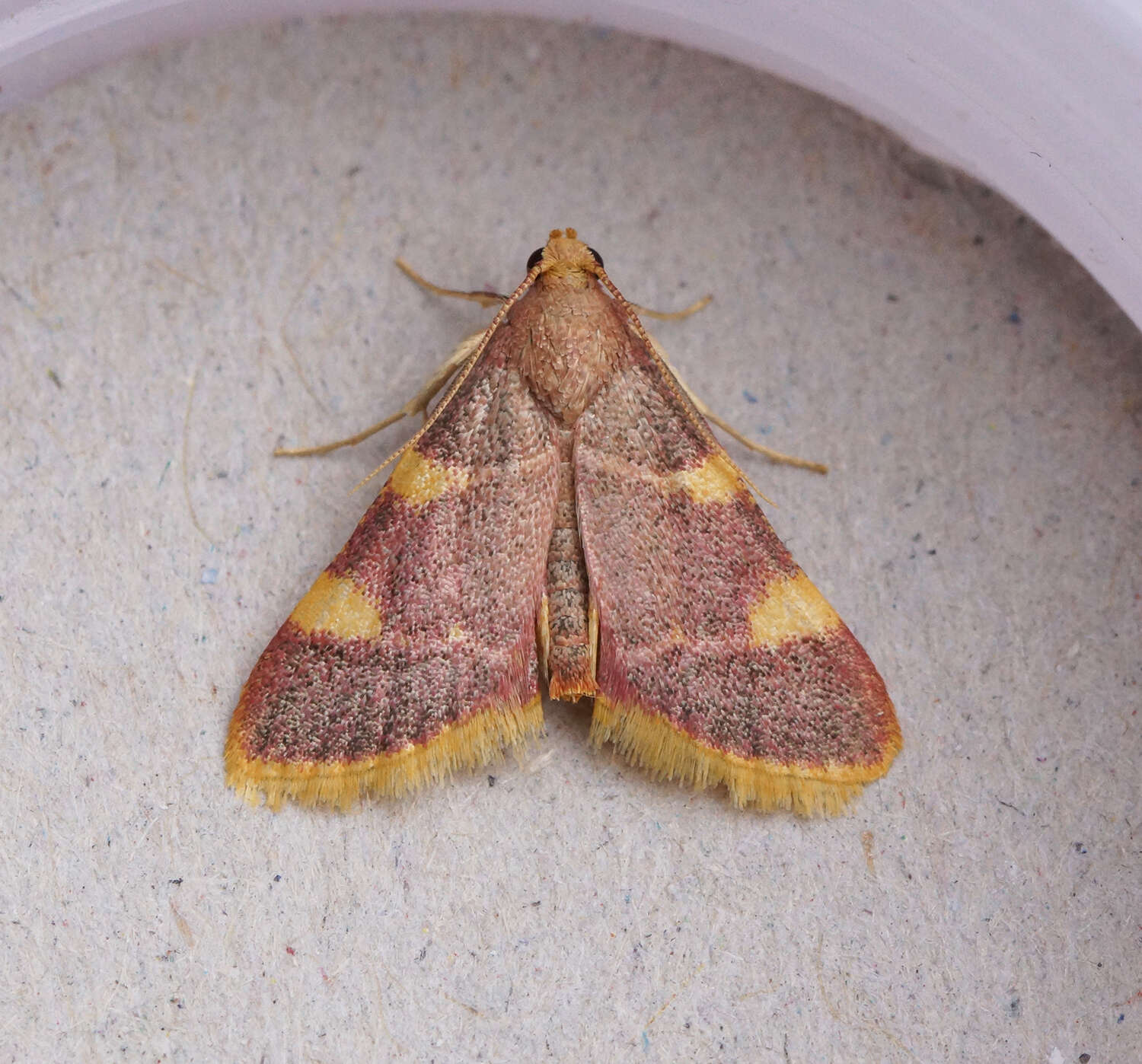 Image of Clover Hayworm Moth