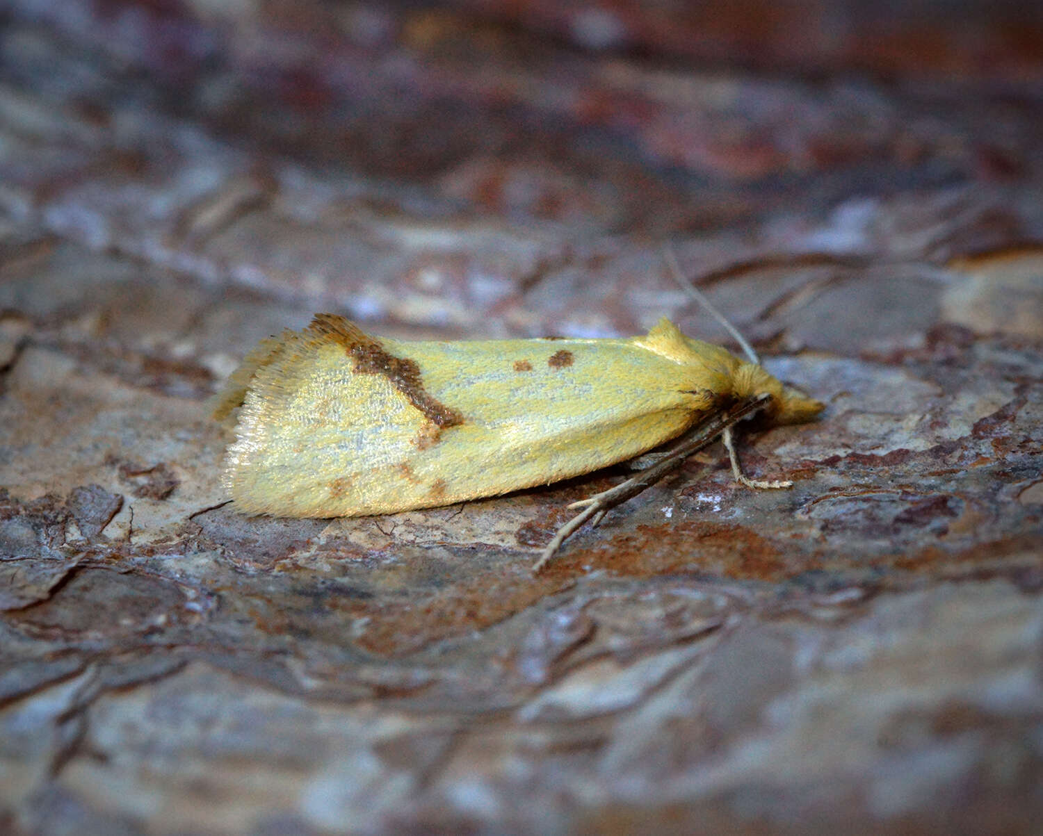 Image of Agapeta