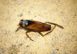 Image of Water boatman