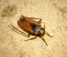 Image of Water boatman