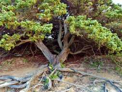 Image of Large-fruited Juniper