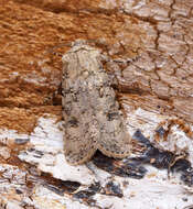 Image of turnip moth