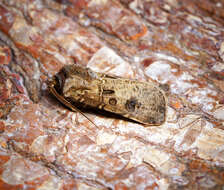 Image of turnip moth