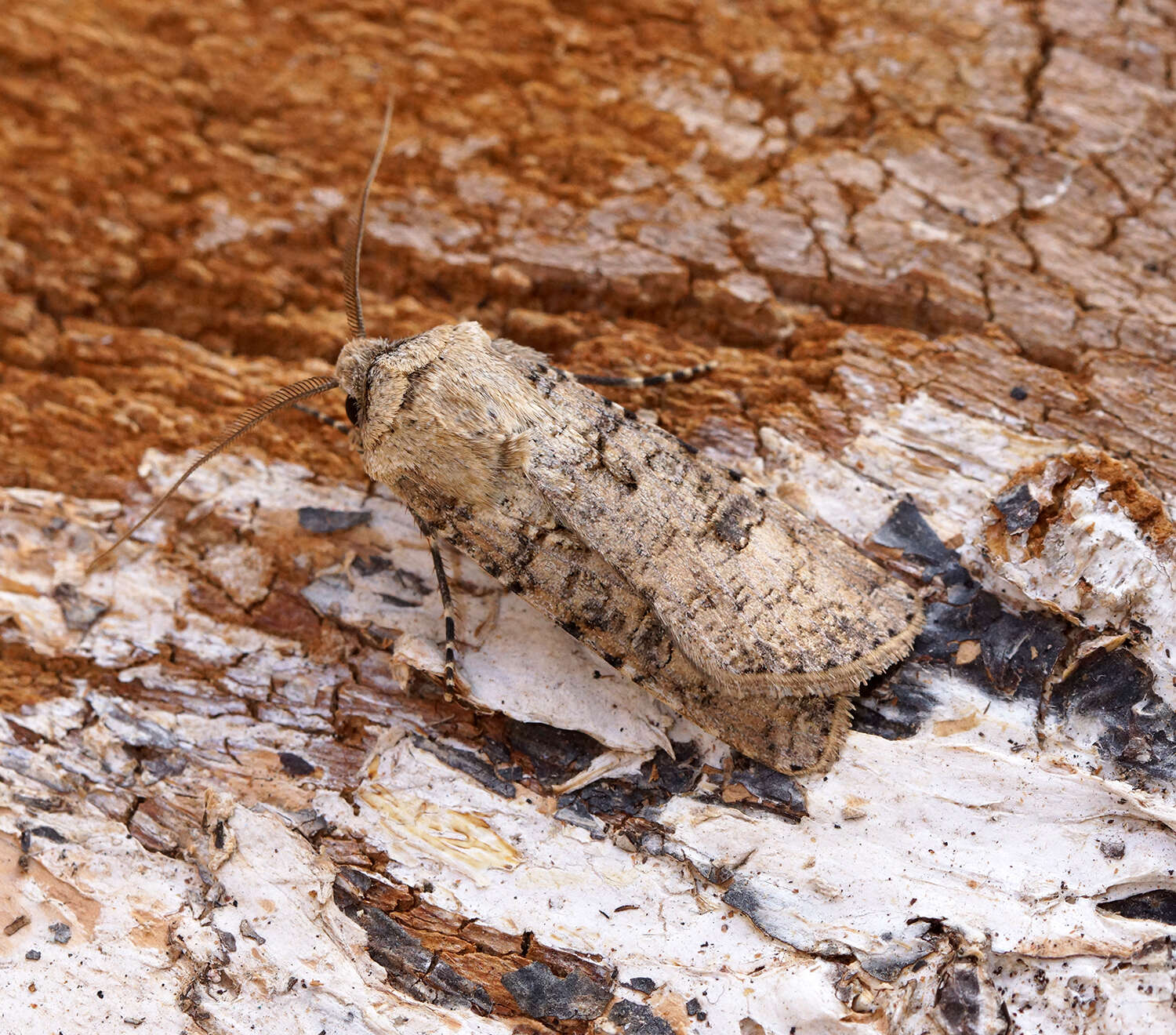 Image of turnip moth