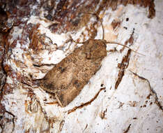 Image of turnip moth