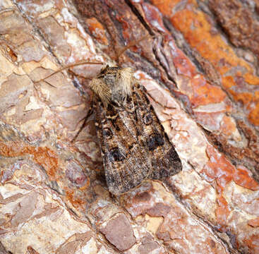 Image of turnip moth