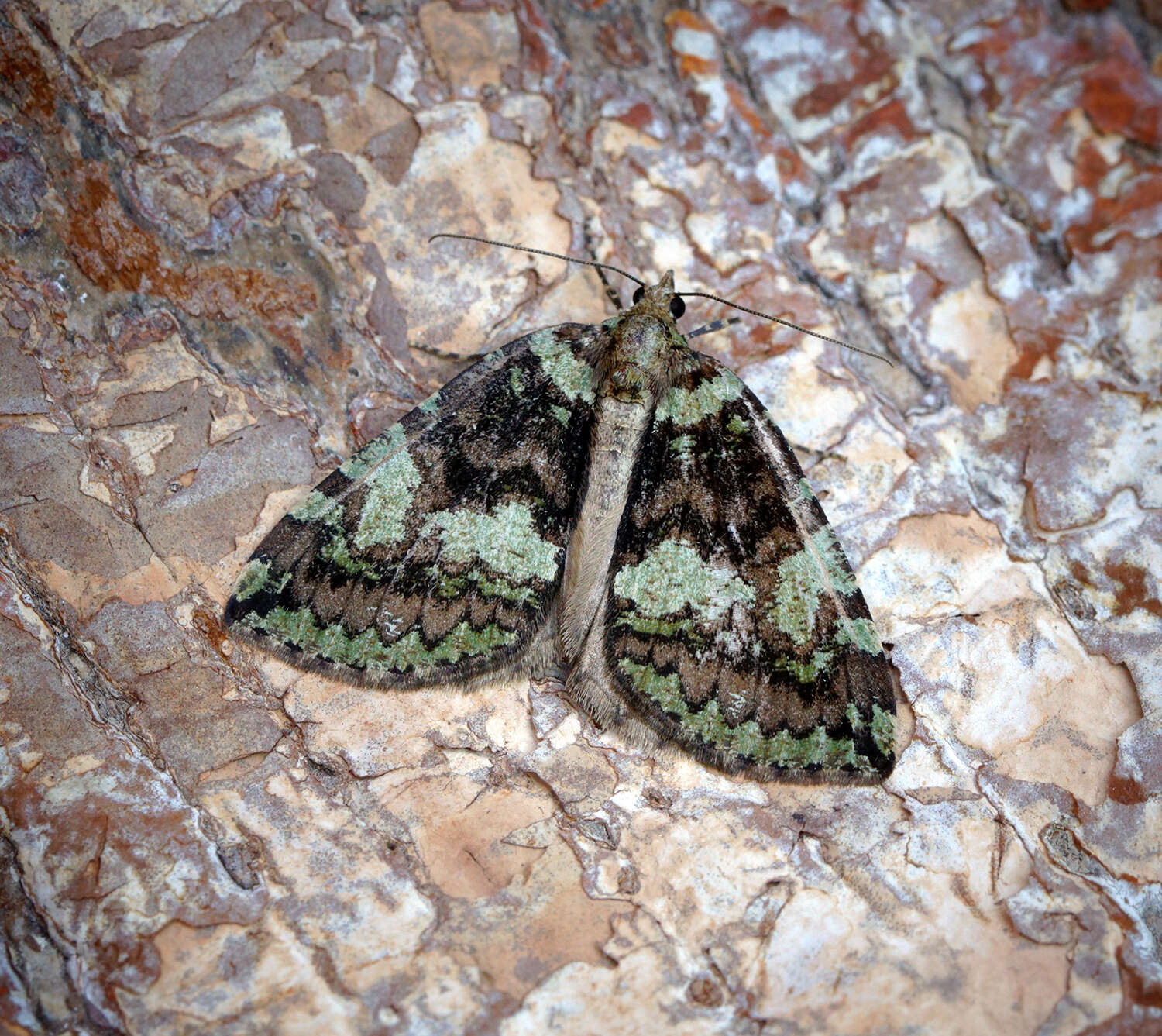 Image of Hydriomena furculoides Barnes & McDunnough 1917