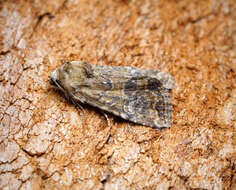 Image of Cloaked Minor