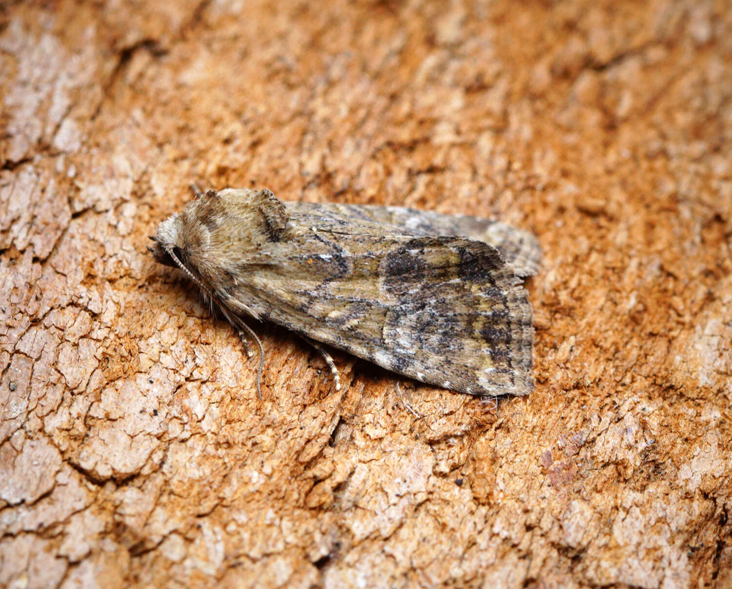 Image of Cloaked Minor