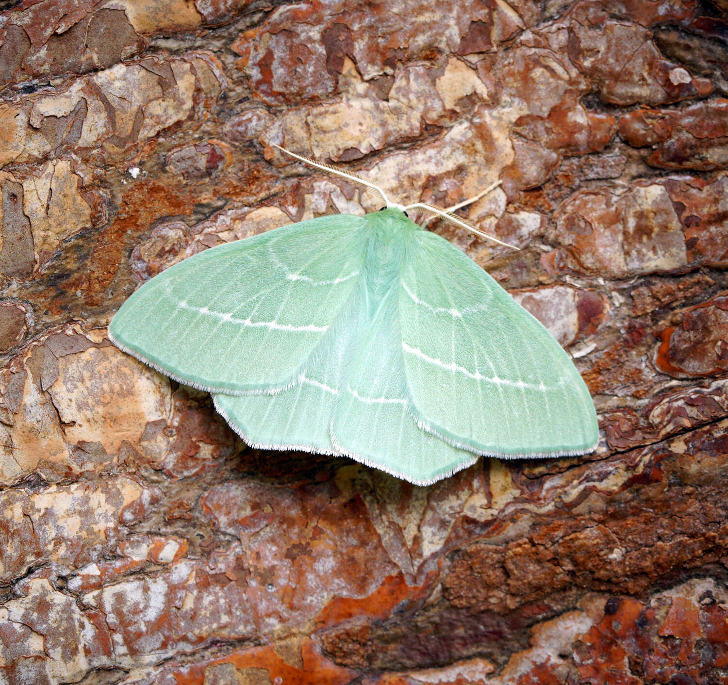 Image of small emerald moth