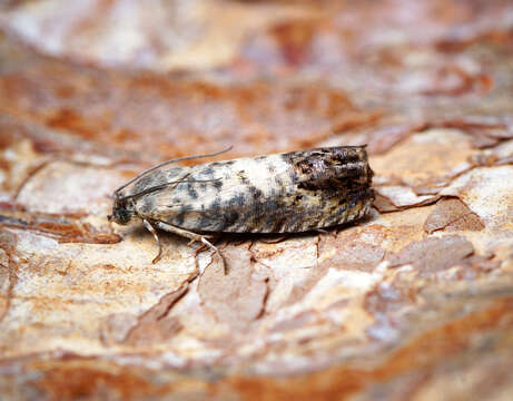 Image of Chestnut leaf roller