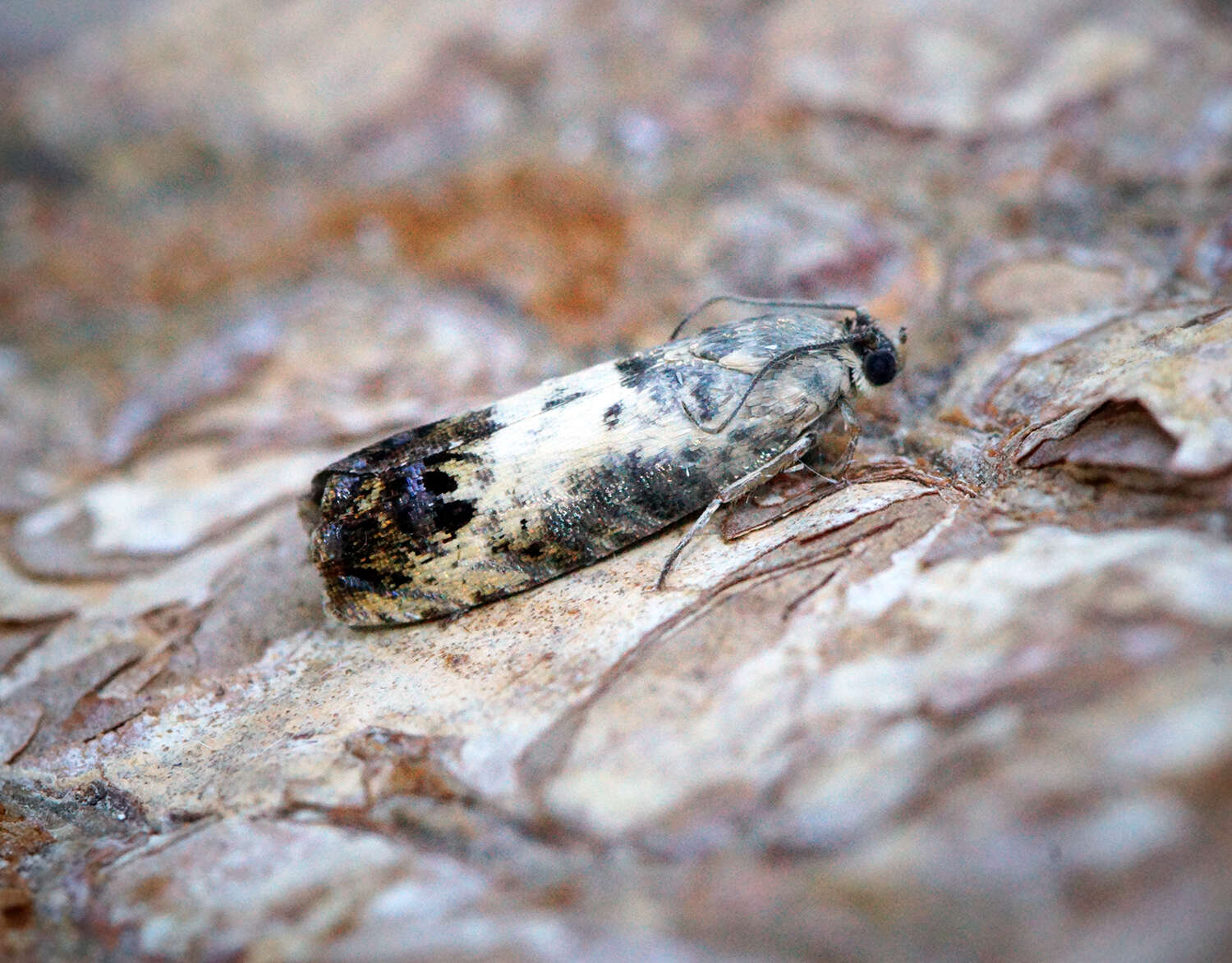 Image of Chestnut leaf roller