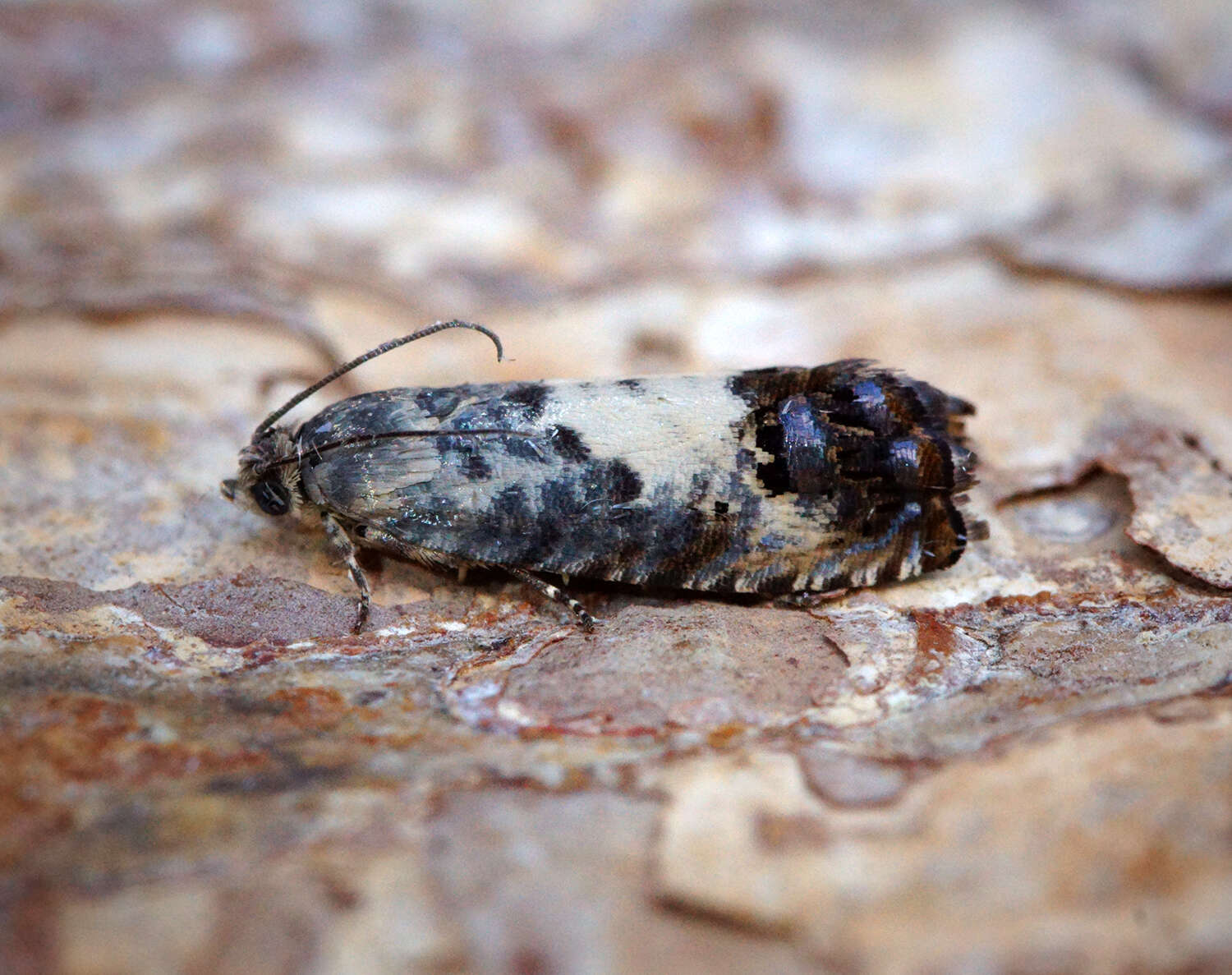 Image of Chestnut leaf roller