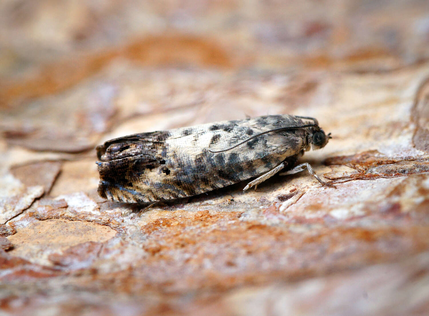 Image of Chestnut leaf roller