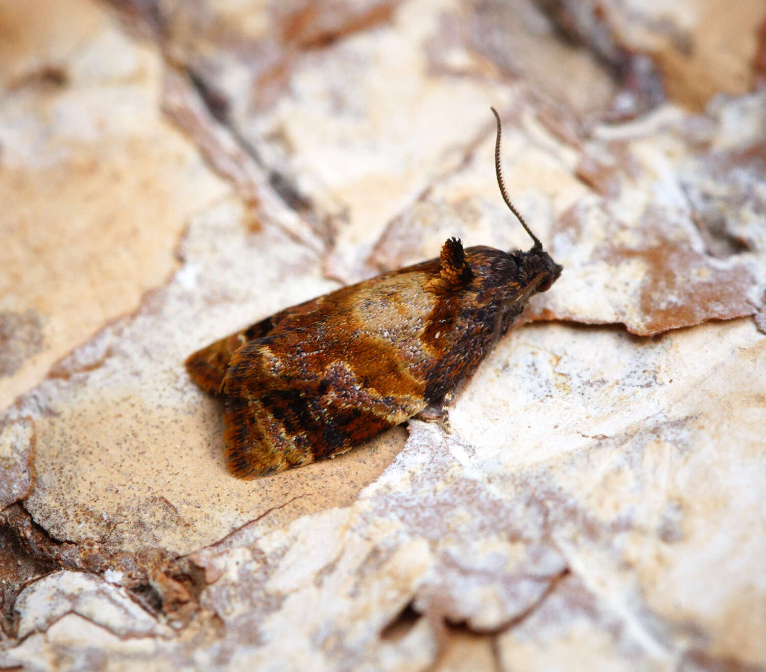 Image of red-barred tortrix