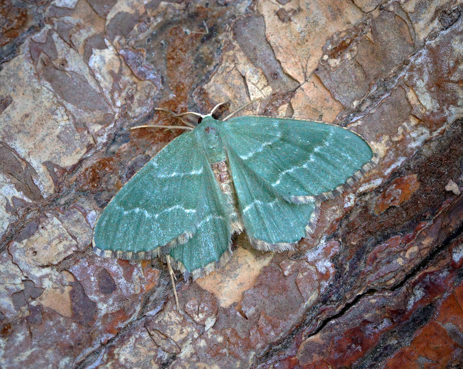 Plancia ëd Hemithea aestivaria Hübner 1789