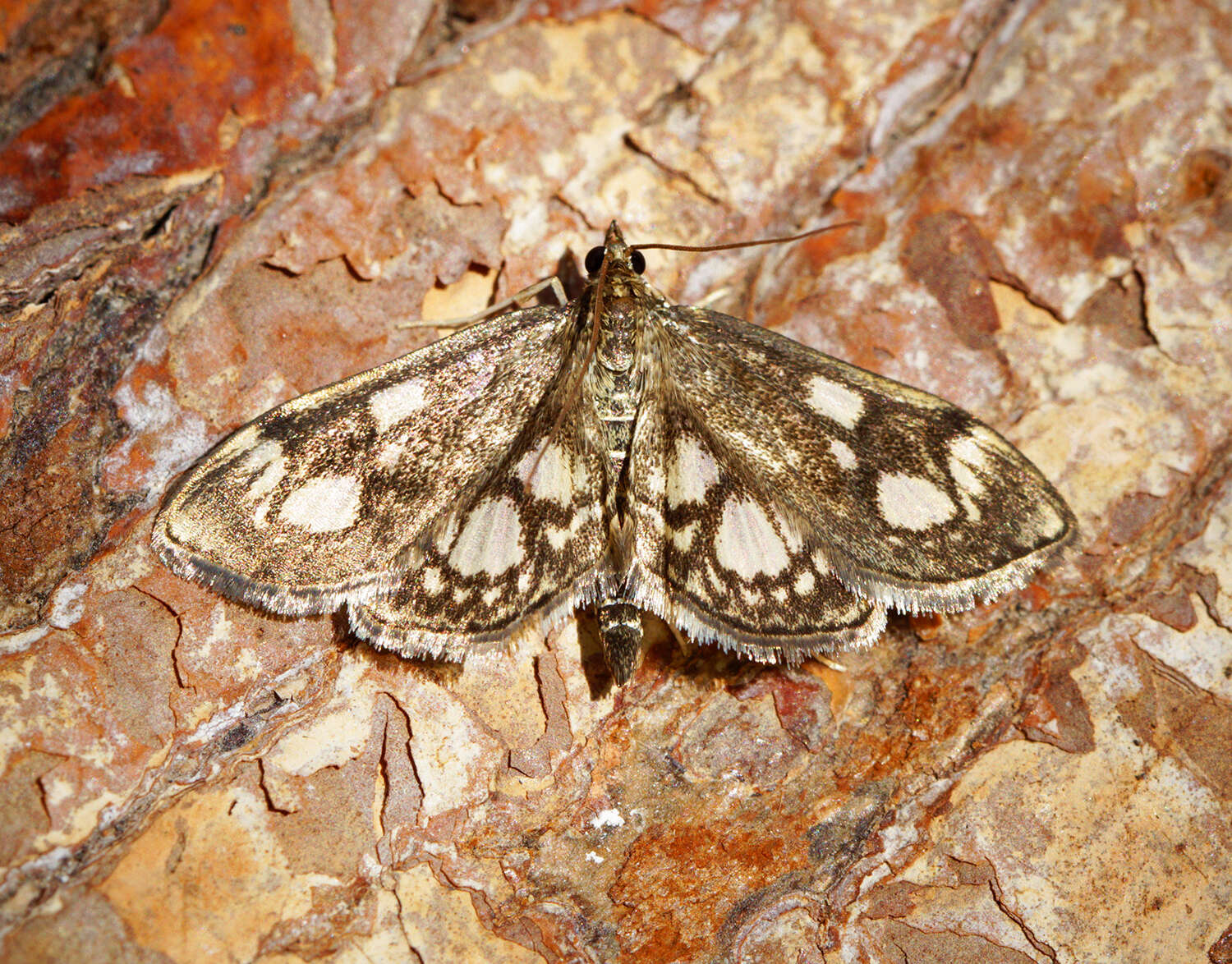 Слика од Anania coronata