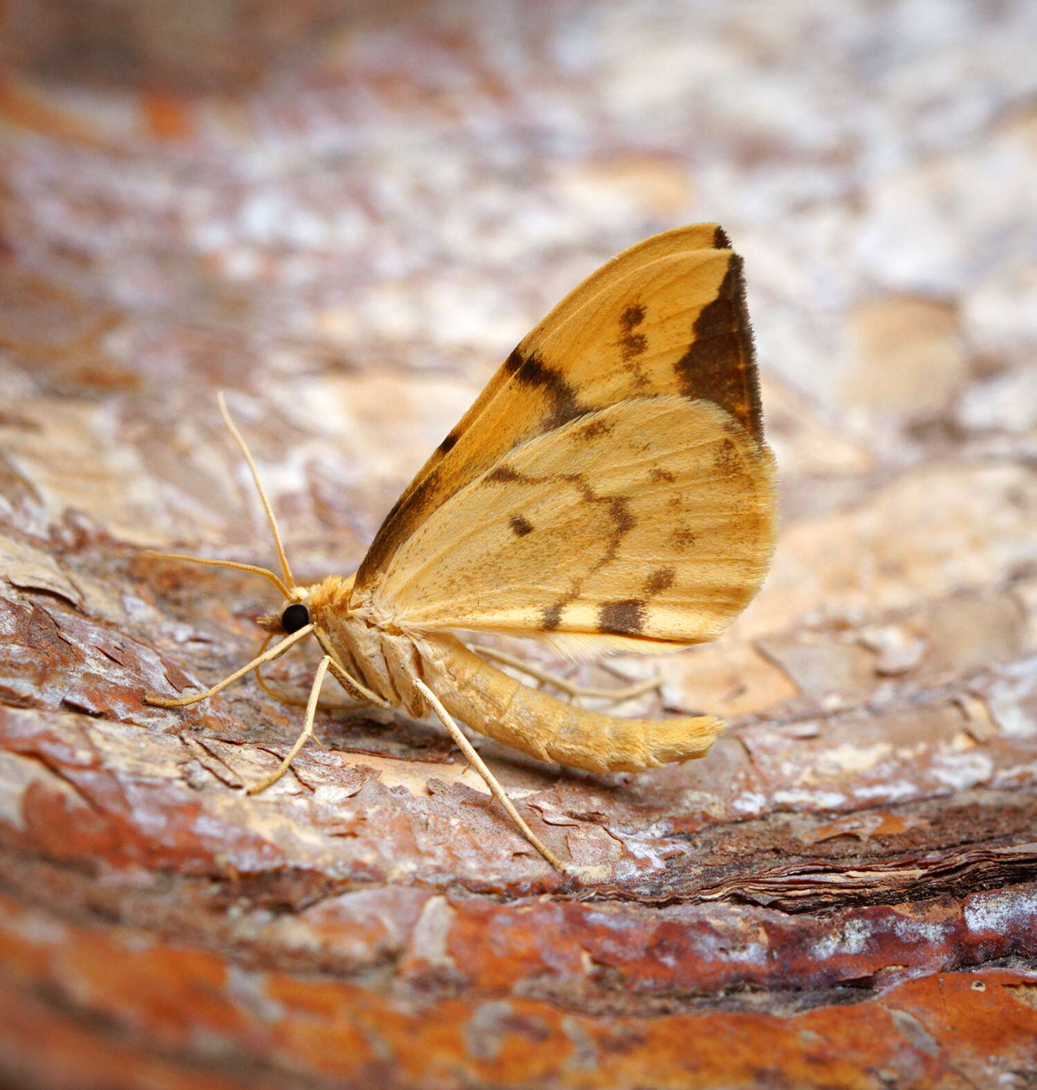 Image of Barred Straw