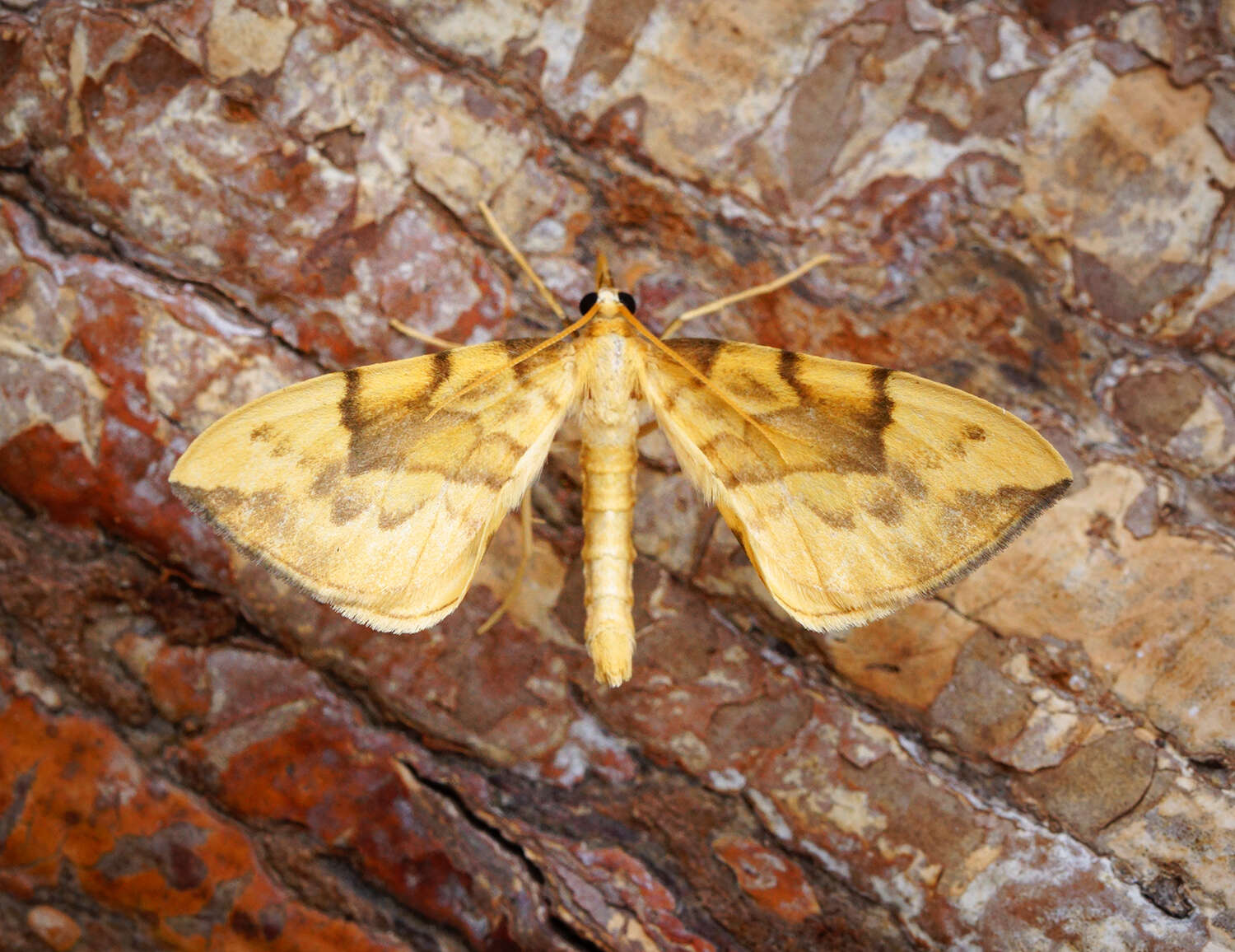 Image of Barred Straw