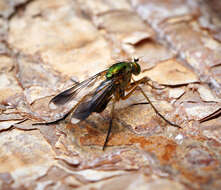 Image of Poecilobothrus nobilitatus (Linnaeus 1767)