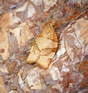 Image of barred fruit-tree tortrix