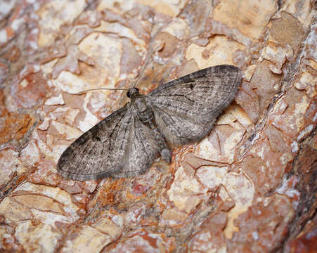 Eupithecia subfuscata Haworth 1890 resmi