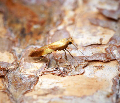 Image of Caloptilia alchimiella (Scopoli 1763)