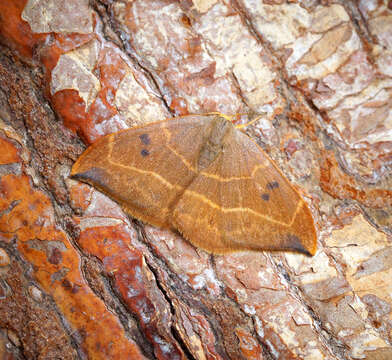 Image of oak hook-tip