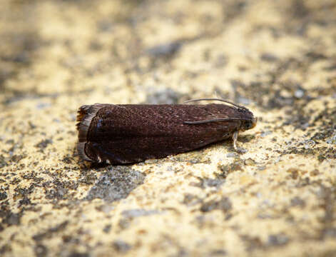 Image of Grapholita tenebrosana Duponchel 1843