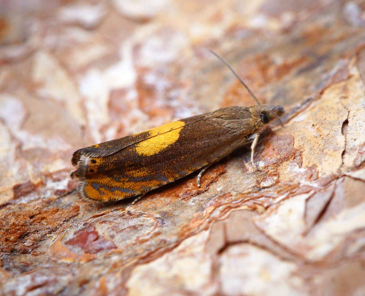 Image of Dichrorampha alpinana Treitschke 1830