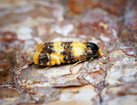 Слика од Commophila aeneana Hübner 1799