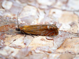 Image of Lathronympha strigana Fabricius 1775