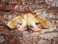 Image of scorched wing