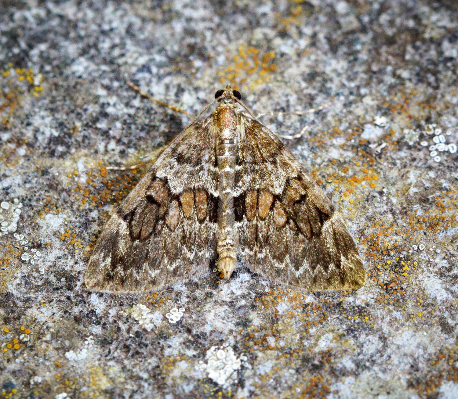 Image of spruce carpet