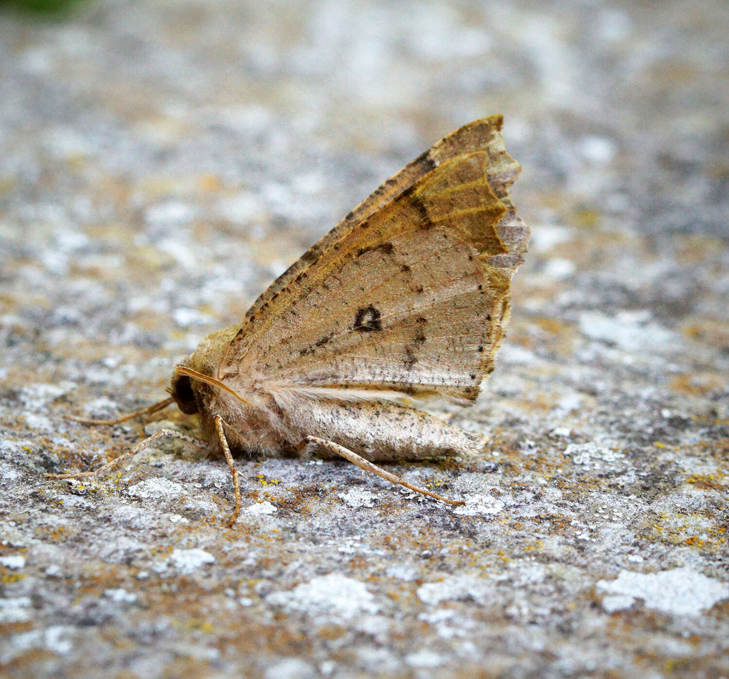 Image of scalloped hazel