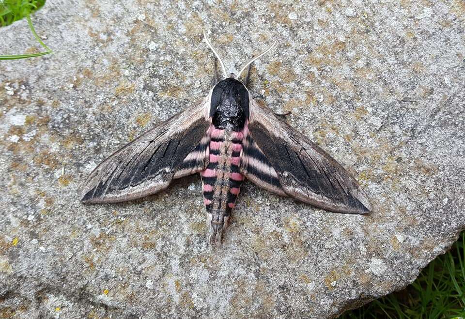 Image of privet hawk-moth