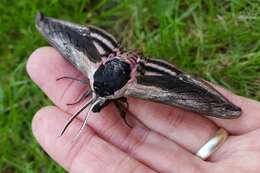 Image of privet hawk-moth