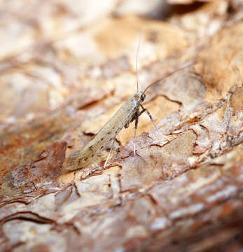 صورة Aspilapteryx tringipennella (Zeller 1839)