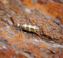 Imagem de Argyresthia trifasciata Staudinger 1871