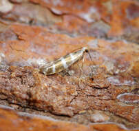 Imagem de Argyresthia trifasciata Staudinger 1871